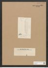 Diatomeae indet. (de-Toni-Nr.: Species 2070 ?) Zeichnungen Sammlung Grunow Nr. 4369 (NHMW-BOT-W0372542)